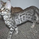 f7-savannah-kittens-anasth
