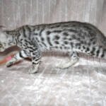 f7-savannah-kittens-anasti