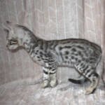 f7-savannah-kittens-anastj