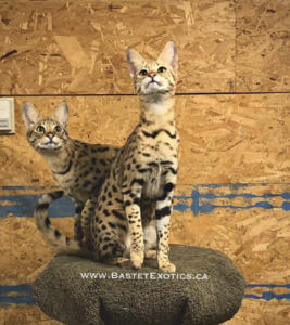 Screen-Shot-2021-01-14-at-8.21.42-PM-267×300