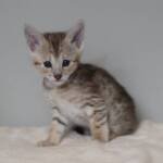 Screen-Shot-2026-01-16-at-1.25.19-AM-768×608