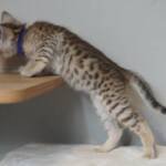 Screen-Shot-2026-01-16-at-1.25.38-AM-768×508