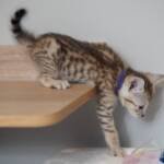 Screen-Shot-2026-01-16-at-1.26.15-AM-768×613