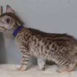 Screen-Shot-2026-01-16-at-1.26.27-AM-768×517