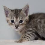 Screen-Shot-2026-01-16-at-1.28.59-AM-768×591