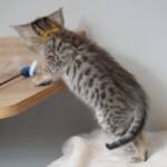 Screen-Shot-2026-01-16-at-1.29.14-AM-768×690