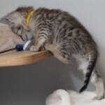 Screen-Shot-2026-01-16-at-1.29.28-AM-768×675