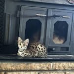 755bfed1-edd9-40a5-a425-e48365490d21