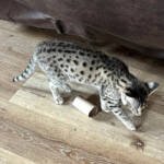 9a34da2b-ecbd-4c06-a55b-b10142cf6f17