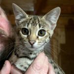 d779f792-b38c-4761-bd55-9de5fca9ca94