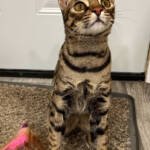1 and 1/2 year old F2 Savannah Female