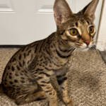 1 and 1/2 year old F2 Savannah Female