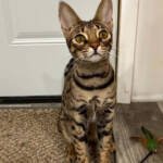 1 and 1/2 year old F2 Savannah Female